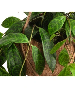 Kokodama-Ampel Gefleckte Schamblume - Aeschynanthus Marmoratus -Gartenleben Verkauf 8627846 WE DE 002 KokodamaAeschynanthus