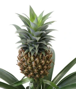 Ananaspflanze - Ananas Comosus, In Keramik -Gartenleben Verkauf 8627978 WE DE 001 AnanaspflanzeInKeramik