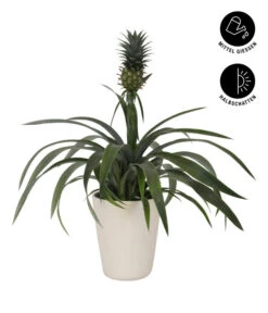 Ananaspflanze - Ananas Comosus, In Keramik -Gartenleben Verkauf 8627978 WE FS 002 AnanaspflanzeInKeramik
