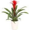 Guzmanie - Guzmania Calypso, In Keramik -Gartenleben Verkauf 8628018 WE FS 001 GuzmaniaCalypsoInKeramikT13