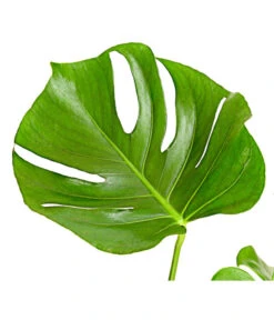 Fensterblatt - Monstera Deliciosa 9 Fensterblatt - Monstera Deliciosa -Gartenleben Verkauf 8648255 PR DE 001 FensterblattMonsteraDeliciosaT21DehnerExpressHerzig