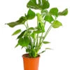 Fensterblatt - Monstera Deliciosa -Gartenleben Verkauf 8648255 PR FS 001 FensterblattMonsteraDeliciosaT21DehnerExpressHerzig