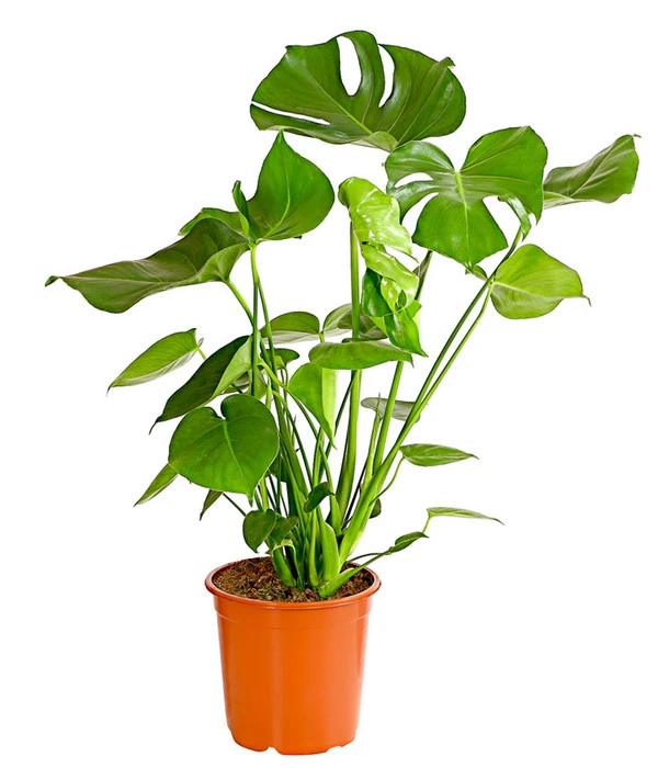 Fensterblatt - Monstera Deliciosa 3 Fensterblatt - Monstera Deliciosa