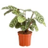 Marante - Ctenanthe Burle-marxii 2 Marante - Ctenanthe Burle-marxii -Gartenleben Verkauf 8652612 PR FS 001 MarantheCtenatheBurleMarxiiT13DehnerExpressHerzig