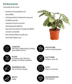 Marante - Ctenanthe Burle-marxii -Gartenleben Verkauf 8652612 WE IG 001 Korbmarante