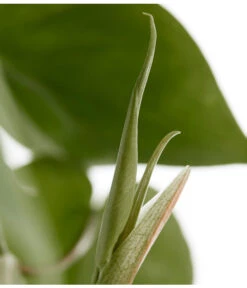 Baumfreund - Philodendron Scandens, Ampel -Gartenleben Verkauf 8659617 PR DE 001 PhilodendronScandensBaumfreundAmpelT15DehnerExpressZS