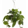 Baumfreund - Philodendron Scandens, Ampel -Gartenleben Verkauf 8659617 PR FS 001 PhilodendronScandensBaumfreundAmpelT15DehnerExpressZS