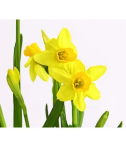 Narzissen 'Tête à Tête' In Birkentopf, Ca. Ø11 Cm 11 Narzissen 'Tête à Tête' In Birkentopf, Ca. Ø11 Cm -Gartenleben Verkauf 8663122 WE DE 007 NarzissenTAT9