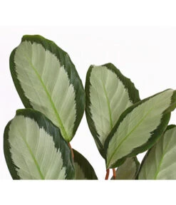 Korbmarante - Calathea Picturata -Gartenleben Verkauf 8666091 PR DE 001 KorbmarantheCalatheaPictorataT12DehnerExpressHerzig