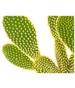 Feigenkaktus - Opuntia Microdasys 'Yellow' -Gartenleben Verkauf 8668378 PR DE 001 OpuntiaMicrodasysYellowT15DehnerExpressHerzig