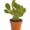 Feigenkaktus - Opuntia Microdasys 'Yellow' -Gartenleben Verkauf 8668378 PR FS 001 OpuntiaMicrodasysYellowT15DehnerExpressHerzig