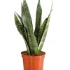 Bogenhanf - Sansevieria Zeylanica -Gartenleben Verkauf 8670523 PR FS 001 SansevierieSansevieriaZylanicaT12DehnerExpressHerzig