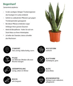 Bogenhanf - Sansevieria Zeylanica -Gartenleben Verkauf 8670523 WE IG 001 SansevierieSansevieriaZylanicaT12DehnerExpressHerzig