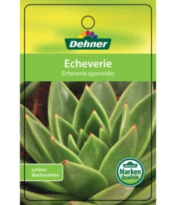 Echeverie - Echeveria Agavoides -Gartenleben Verkauf 8672636 Echeveriaagavoides 22022017 1