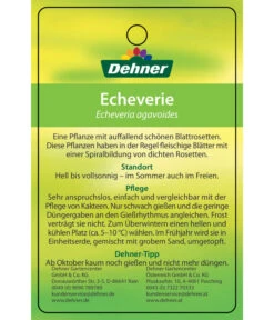 Echeverie - Echeveria Agavoides -Gartenleben Verkauf 8672636 Echeveriaagavoides 22022017 2
