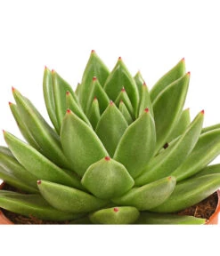 Echeverie - Echeveria Agavoides -Gartenleben Verkauf 8672636 WE DE 001 EcheveriaAgavoidesT10DehnerExpressHerzig