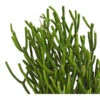 Bleistiftbaum - Euphorbia Tirucalli -Gartenleben Verkauf 8673352 WE DE 001 BleistiftkaktusEuphorbiaTirucallisT13DehnerExpressHerzig