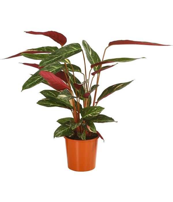 Korbmarante - Calathea Sanguinea 'Magicstar' 3 Korbmarante - Calathea Sanguinea 'Magicstar'