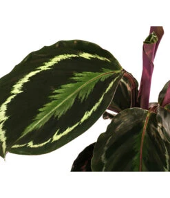 Korbmarante - Calathea Roseopicta 'Medallion' -Gartenleben Verkauf 8696288 WE DE 001 CalatheaMedaillonT12