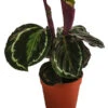 Korbmarante - Calathea Roseopicta 'Medallion' 1 Korbmarante - Calathea Roseopicta 'Medallion' -Gartenleben Verkauf 8696288 WE FS 001 CalatheaMedaillonT12