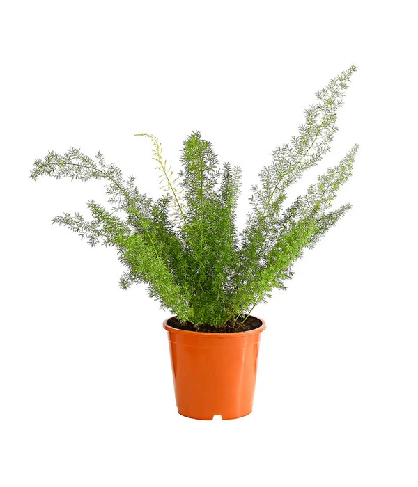 Fuchsschwanzspargel - Asparagus Densiflorus 'Meyeri' 3 Fuchsschwanzspargel - Asparagus Densiflorus 'Meyeri'