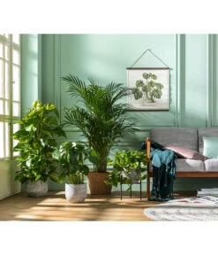 Efeutute - Epipremnum Aureum Am Moosstab -Gartenleben Verkauf 8704702 WE MO 001 DypsisLutescens