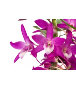 Traubenorchidee - Dendrobium 'Rainbow Dance' -Gartenleben Verkauf 8712960 WE DE 001 DendrobiumRainbowDanceT12