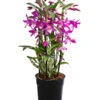 Traubenorchidee - Dendrobium 'Rainbow Dance' 1 Traubenorchidee - Dendrobium 'Rainbow Dance' -Gartenleben Verkauf 8712960 WE FS 001 DendrobiumRainbowDanceT12
