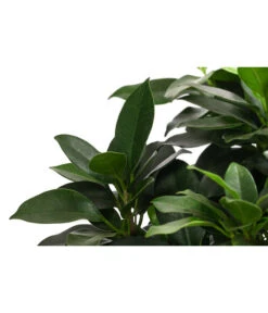 Birkenfeige - Ficus 'Nitida', Stamm -Gartenleben Verkauf 8718306 WE DE 001 FicusNitidaStammT17