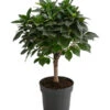 Birkenfeige - Ficus 'Nitida', Stamm -Gartenleben Verkauf 8718306 WE FS 001 FicusNitidaStammT17