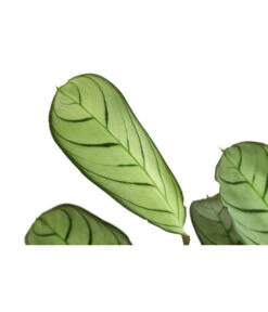 Korbmarante - Ctenanthe Burle-marxii -Gartenleben Verkauf 8720930 PR DE 001 CtenantheAmagrisT12 DehnerExpressHerzig