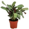Korbmarante - Ctenanthe Burle-marxii 2 Korbmarante - Ctenanthe Burle-marxii -Gartenleben Verkauf 8720930 PR FS 001 CtenantheAmagrisT12 DehnerExpressHerzig