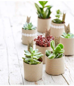 Mini Sukkulenten, Verschiedene Sorten 6 Mini Sukkulenten, Verschiedene Sorten -Gartenleben Verkauf 8722514 PR MO 002 Sukkulenten