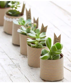 Mini Sukkulenten, Verschiedene Sorten 7 Mini Sukkulenten, Verschiedene Sorten -Gartenleben Verkauf 8722514 PR MO 006 Sukkulenten