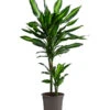 Drachenbaum - Dracaena Fragrans 'Cintho' 2 Drachenbaum - Dracaena Fragrans 'Cintho' -Gartenleben Verkauf 8730749 WE FS 001 DracaenaFragransCinthoT17