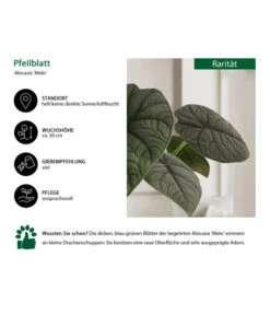Pfeilblatt - Alocasia 'Melo' -Gartenleben Verkauf 8731564 WE IG 001 PfeilblattAlocasiaMelo