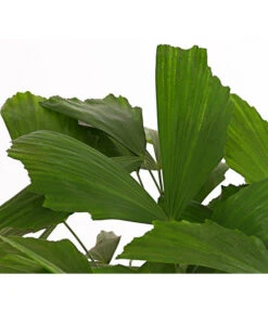 Fischschwanzpalme - Caryota Mitis -Gartenleben Verkauf 8738189 PR DE 001 FischschwanzpalmeCaryotaMitisT21DehnerExpressHerzig