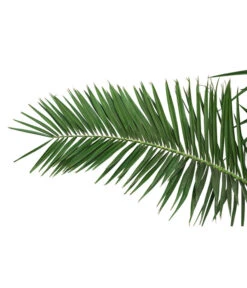 XXL Kanarische Dattelpalme, Ca. 170 Cm -Gartenleben Verkauf 8753063 PR DE 001 XXLKanarischeDattelpalme70L