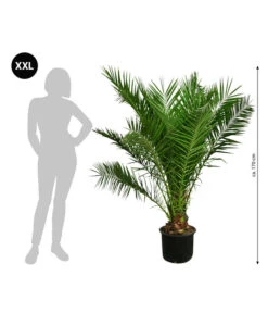 XXL Kanarische Dattelpalme, Ca. 170 Cm -Gartenleben Verkauf 8753063 WE BG 001 XXLKanarischeDattelpalme170cm