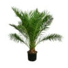 XXL Kanarische Dattelpalme, Ca. 170 Cm -Gartenleben Verkauf 8753063 WE FS 002 PhoenixCanariensis70L DattelpalmeXXL