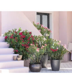 Dehner Keramik-Topf Bavaria, Bauchig -Gartenleben Verkauf 8753139 WE MO 001 OleanderNeriumOleander