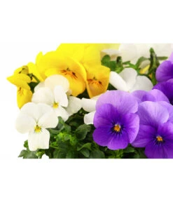 Hornveilchen-Trio, Weiß/gelb/lila 5 Hornveilchen-Trio, Weiß/gelb/lila -Gartenleben Verkauf 8808362 WE DE 001 HornveilchenTrioT13