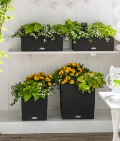 Süßkartoffel, Verschiedene Farben -Gartenleben Verkauf 8809592 8824500 WE MO 001 SuteraSchneefloeckchenWeiss GC07 2022 01