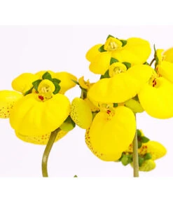 Pantoffelblume 'Calynopsis', Verschiedene Farben -Gartenleben Verkauf 8810285 PR DE 001 CalceolariaCalynopsisPremiumPantoffelblumeT12DehnerHerzig