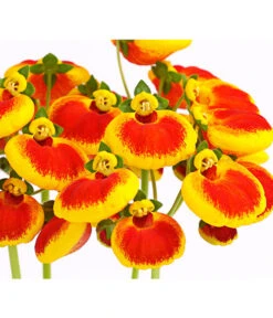 Pantoffelblume 'Calynopsis', Verschiedene Farben -Gartenleben Verkauf 8810285 PR DE 002 CalceolariaCalynopsisPremiumPantoffelblumeT12DehnerHerzig