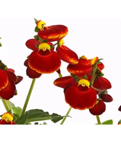 Pantoffelblume 'Calynopsis', Verschiedene Farben -Gartenleben Verkauf 8810285 PR DE 003 CalceolariaCalynopsisPremiumPantoffelblumeT12DehnerHerzig