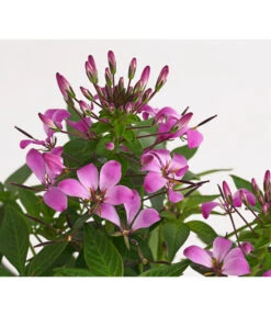 Spinnenpflanze 'Rosa' 7 Spinnenpflanze 'Rosa' -Gartenleben Verkauf 8810574 PR DE 001 CleomeRosaSenoritaRosalitaSpinnenpflanzeDehnerExpressHerzig