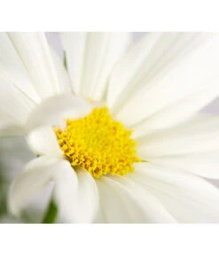 Schmuckkörbchen, Verschiedene Farben -Gartenleben Verkauf 8811192 PR DE 001 CosmosBipinnatusSchmuckkoerbchenT12DehnerExpressZS