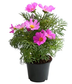 Schmuckkörbchen, Verschiedene Farben -Gartenleben Verkauf 8811192 PR FS 001 SchmuckkoerbchenCosmosBipinnatusT12DehnerExpressHerzig