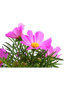 Schmuckkörbchen, Verschiedene Farben -Gartenleben Verkauf 8811192 WE DE 001 SchmuckkoerbchenLilaT12